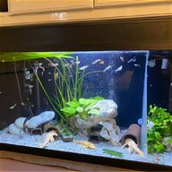 reef tank for sale