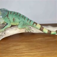 iguana for sale