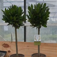 artificial bay trees for sale