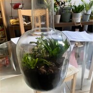 plant terrarium for sale