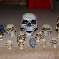 halloween skulls for sale