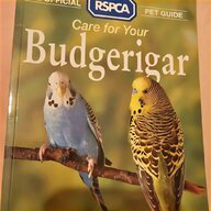 budgerigar birds for sale