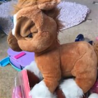 toffee pony for sale