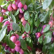 peach trees for sale