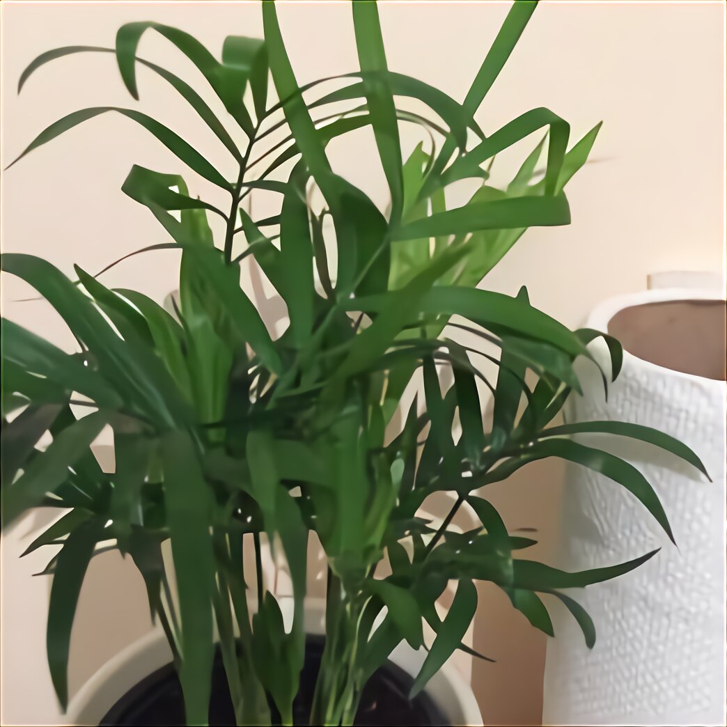 Large House Plants for sale in UK | 31 used Large House Plants