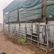 cattle race for sale