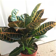 fake plants for sale
