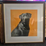 labrador pictures for sale