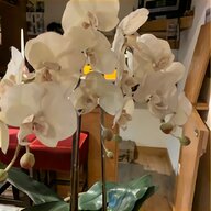 orchid pots for sale