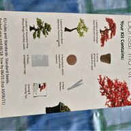 bonsai kit for sale