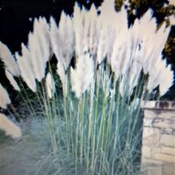 cortaderia selloana feather pampas grass seeds for sale