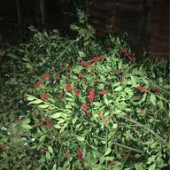 holly tree for sale