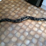 rubber snake for sale