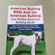american bulldog for sale
