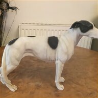 greyhound dog for sale