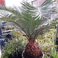 palmeiras for sale