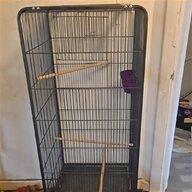 aviary budgies for sale
