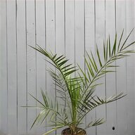 large palm tree for sale
