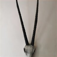 antelope head for sale