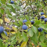 sloe for sale