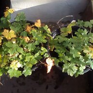 ground cover plants for sale