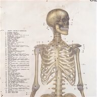 vintage anatomical for sale