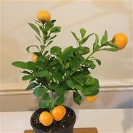 citrus plants for sale