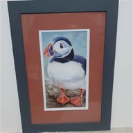 puffin for sale