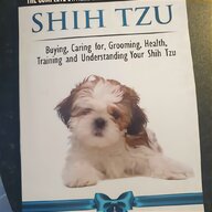 shih tzu dogs for sale