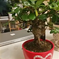 ceramic bonsai pot for sale