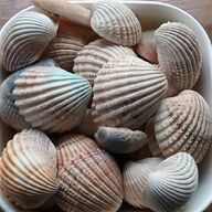 sea shells crafts for sale