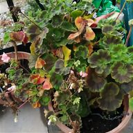 geranium plug plants for sale