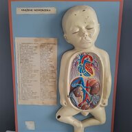 anatomical model for sale