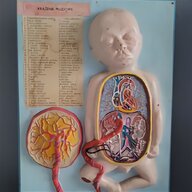 anatomical model for sale