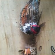 pheasant feathers for sale