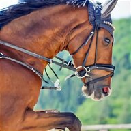 western bridles for sale