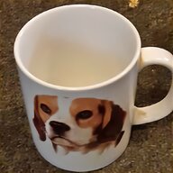 beagle dog for sale
