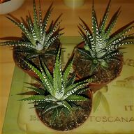 indoor cactus plants for sale