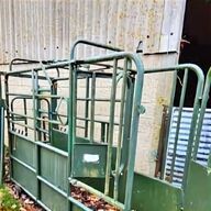 feeder cattle for sale