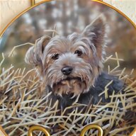 border terrier plate for sale