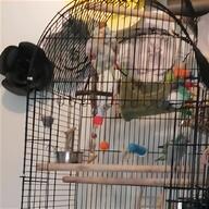 male budgie for sale