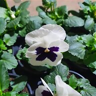 pansies for sale