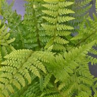 staghorn fern for sale