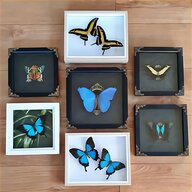 taxidermy insects for sale