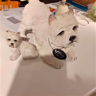 westie ornament for sale