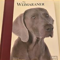 weimaraner for sale