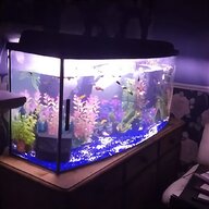 bow front fish tank for sale