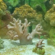 sps coral for sale