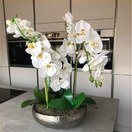 orchid plants for sale