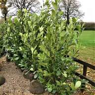 boxwood hedging for sale